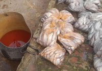 ক্ষতিকর রং মিশিয়ে মাছ বিক্রি, ২০ হাজার টাকা জরিমানা